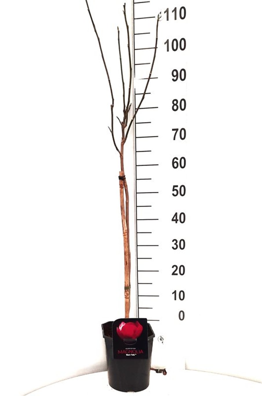 Magnolia 'Black Tulip' - 60 CM Stem C5 - 2yr Crown